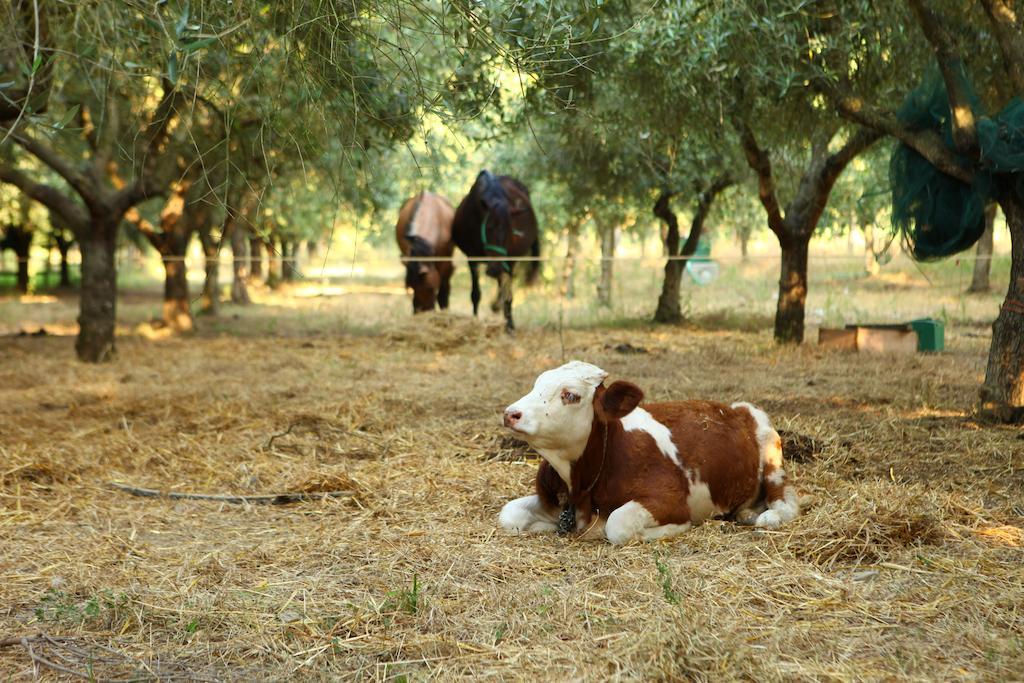 Agriturismo Il Pozzo Casal Velino Zewnętrze zdjęcie