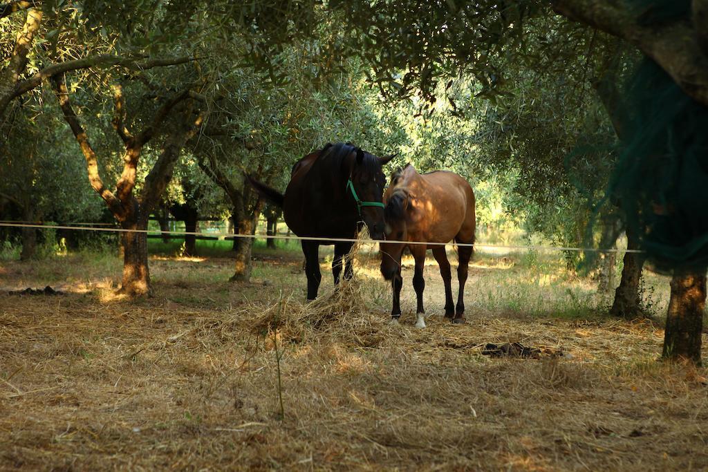 Agriturismo Il Pozzo Casal Velino Zewnętrze zdjęcie