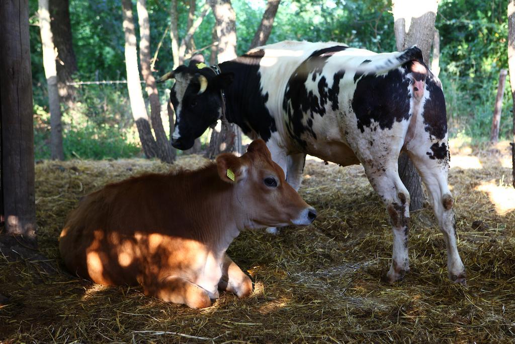 Agriturismo Il Pozzo Casal Velino Zewnętrze zdjęcie
